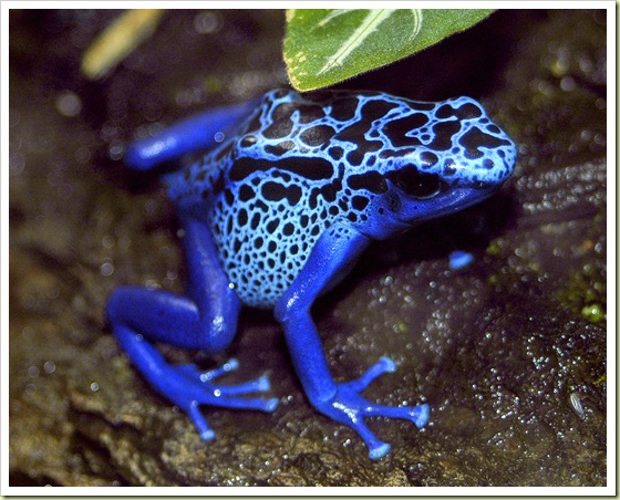 blue poison dart frog